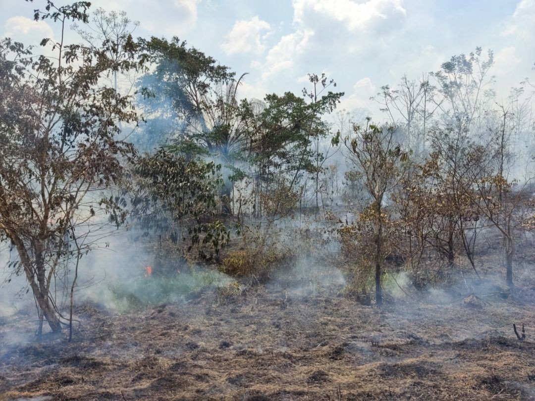 Incêndios em áreas de florestas maduras cresceram 152% na Amazônia em 2023, aponta pesquisa