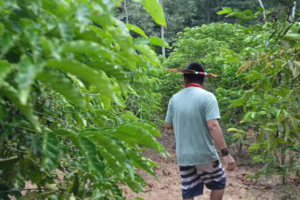 Indígenas produzem café premiado sem agrotóxicos e irrigação em Rondônia e Mato Grosso