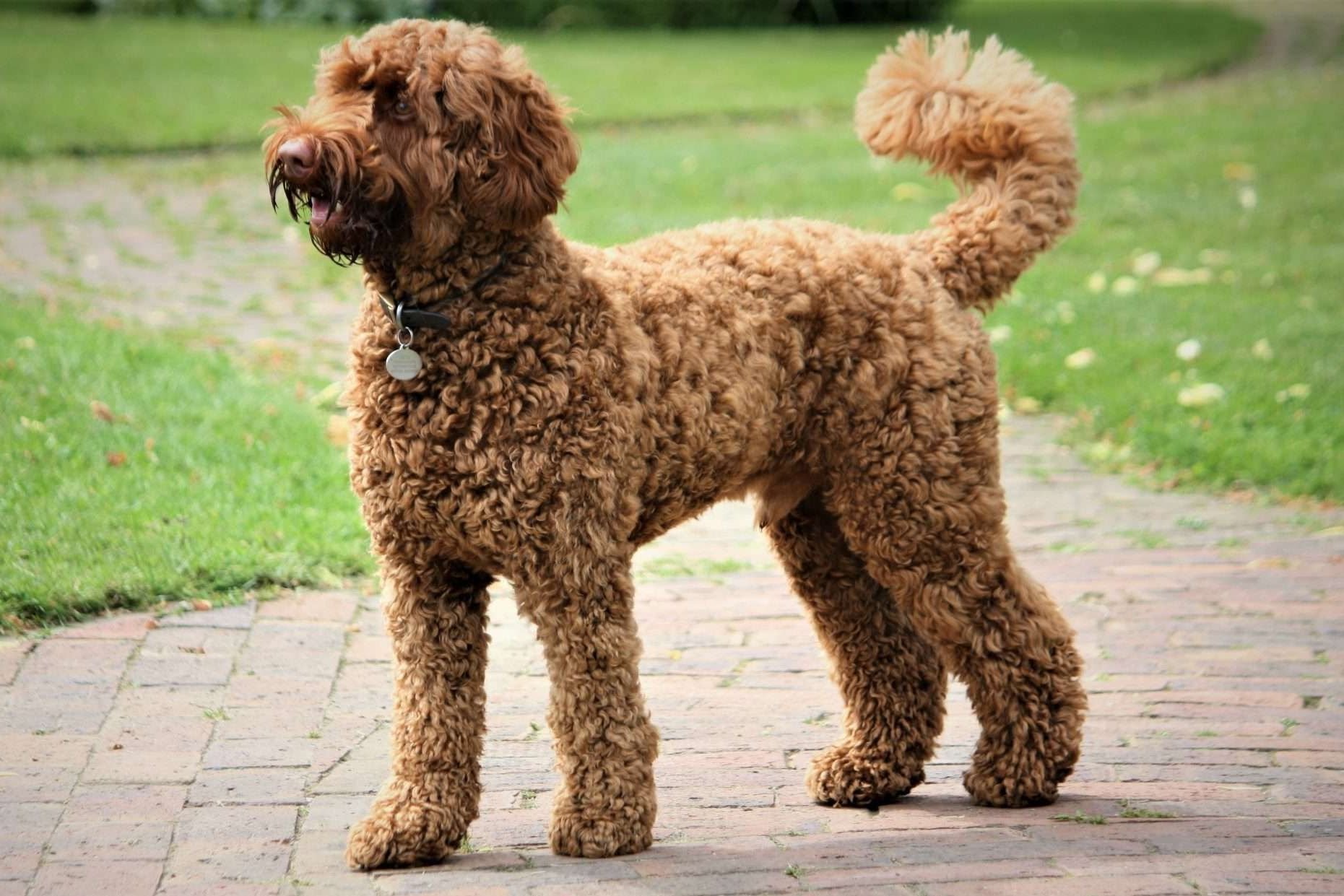 Labradoodle: por que o ‘inventor’ da raça se arrependeu de criá-la?