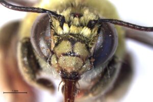 Mudanças na paisagem afetam vespas e abelhas, diz estudo