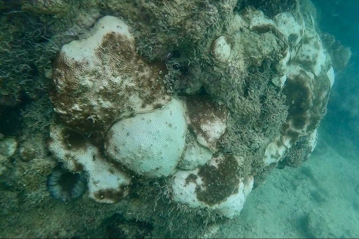 Nova epidemia de branqueamento ameaça sobrevivência de recifes de corais