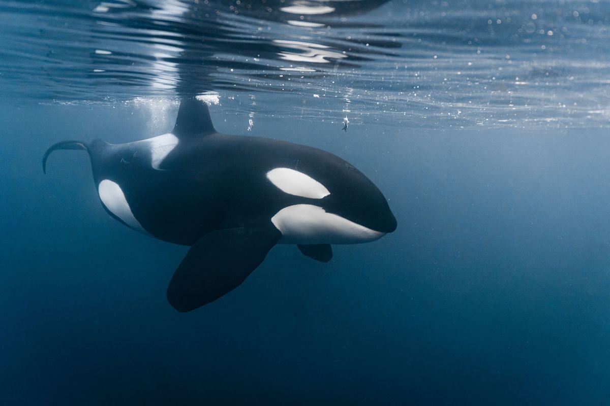 Orcas não pertencem a uma única espécie, revela estudo