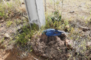 Para frear a morte de araras- de-lear por choques elétricos