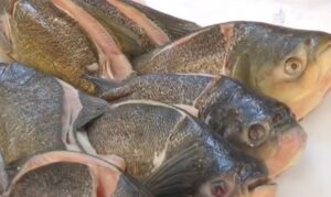 Pesquisa detecta grande concentração de Ômega 3 e proteínas de alta qualidade em peixes de Mato Grosso