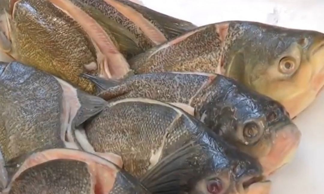 Pesquisa detecta grande concentração de Ômega 3 e proteínas de alta qualidade em peixes de Mato Grosso