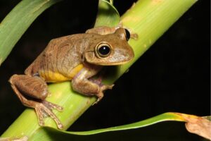 Pesquisadores descobrem vírus que pode frear pandemia global de anfíbios