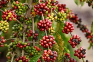 Plantio do café fortalece economia e agricultura familiar no Acre