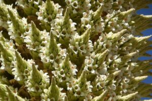 Puya Raimondii: a incrível planta dos Andes que floresce uma vez por século