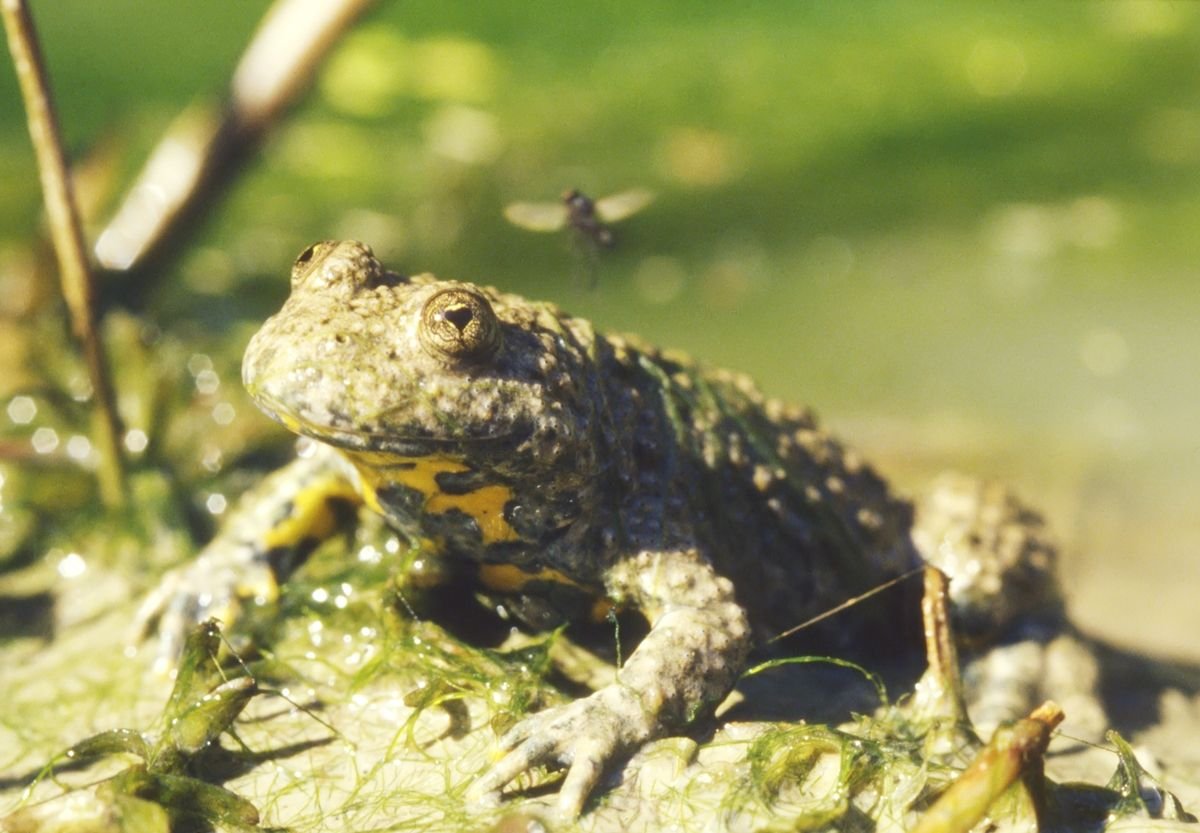 Que amorzinho: sapo tem pupilas curiosas em formato de coração