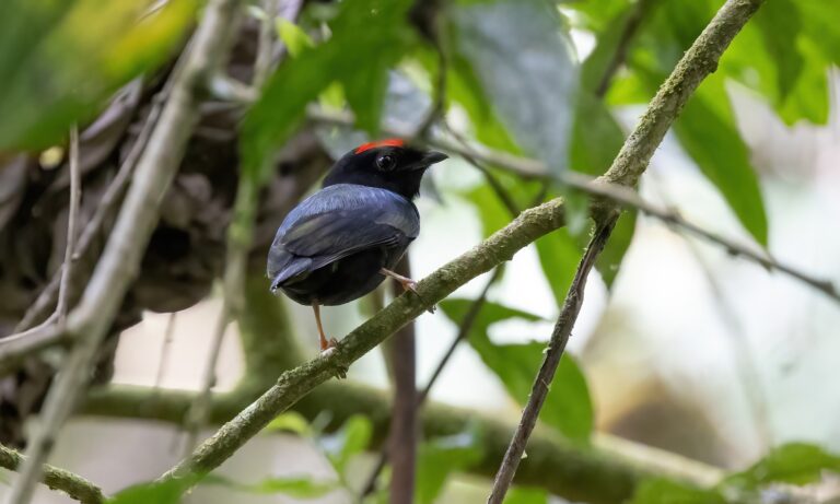 Tangará-do-oeste é registrado pela primeira vez na Amazônia brasileira