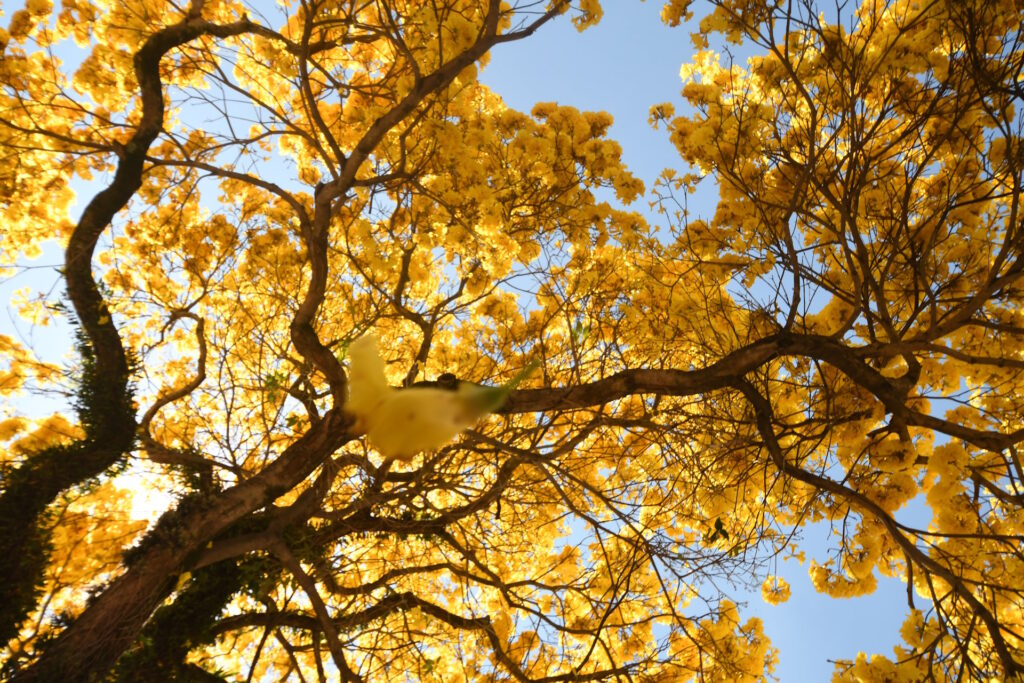 ‘As árvores e a música brasileira’ mostra como a canção popular foi impactada pela flora 