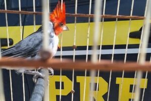 1.200 aves resgatadas do tráfico no interior baiano