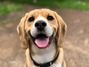 6 expressões faciais caninas e seus significados