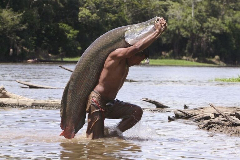 A Bioeconomia do Pescado na Amazônia e o Potencial do Amapá