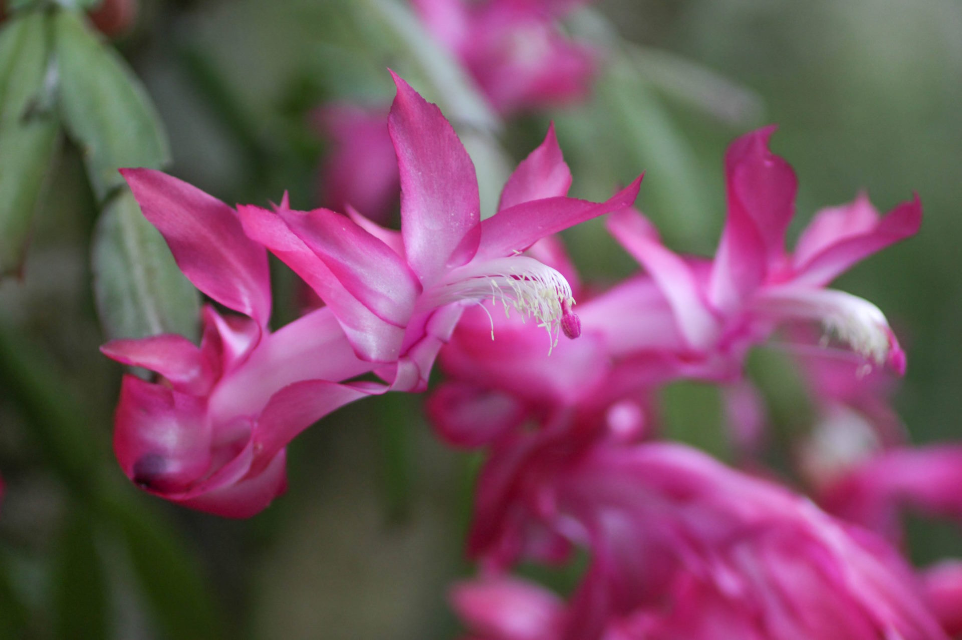 A despedida da flor-de-maio 