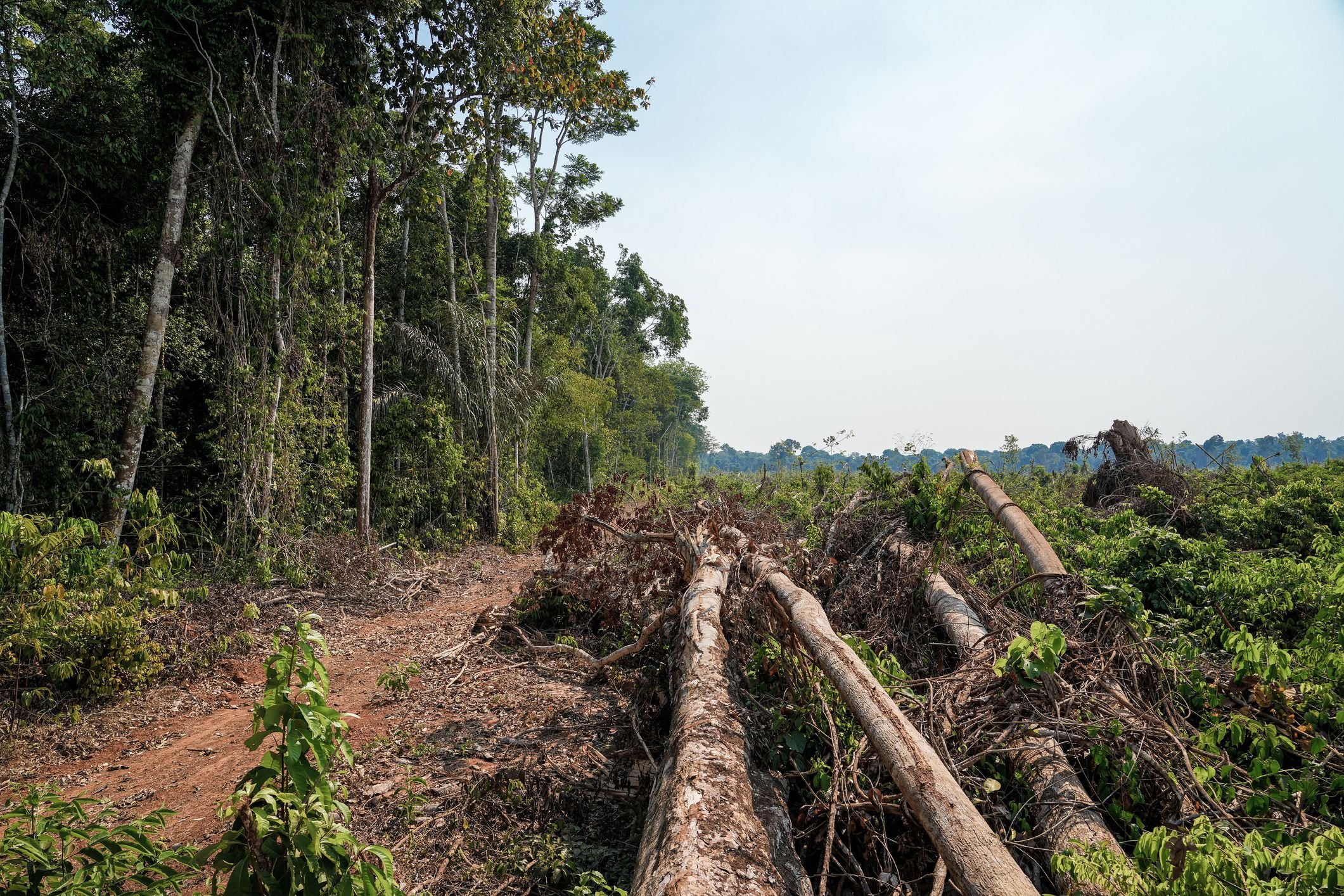 Amazônia registra a menor taxa de desmatamento dos últimos 5 anos