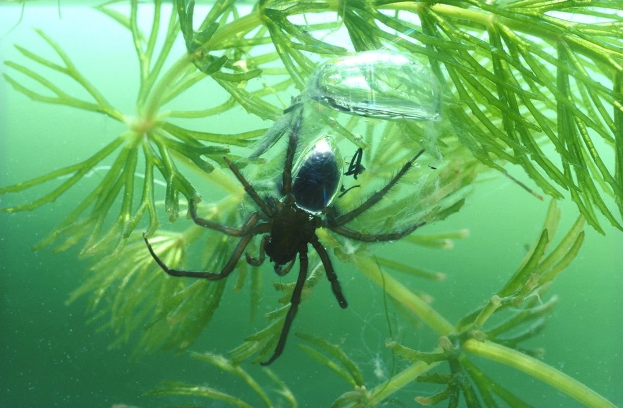 Aranhas aquáticas: as espécies que se adaptaram para sobreviver na água