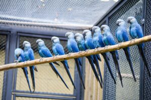 Ararinha-azul ganha centro de conservação no Zoo de SP