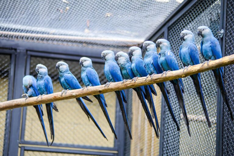 Ararinha-azul ganha centro de conservação no Zoo de SP