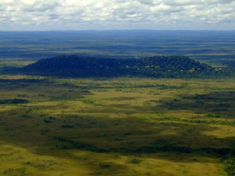 Áreas não florestadas na Amazônia já perderam quase 11% da cobertura original