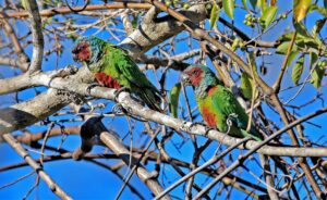As aves do Tocantins - ((o))eco