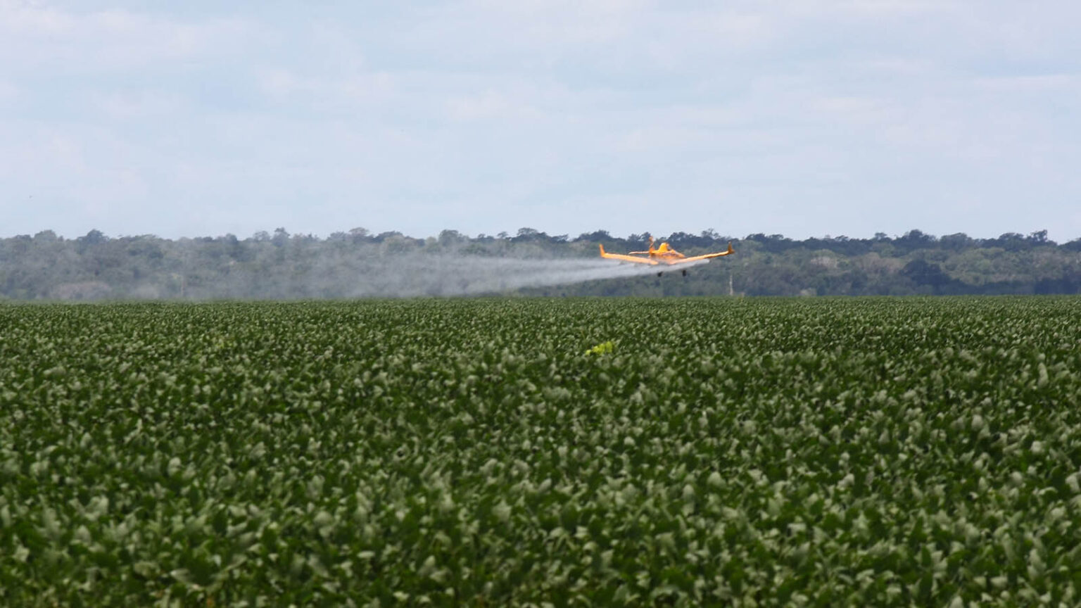 Avião aplica agrotóxico na plantação de soja em fazenda localizada em Feliz Natal(MT).