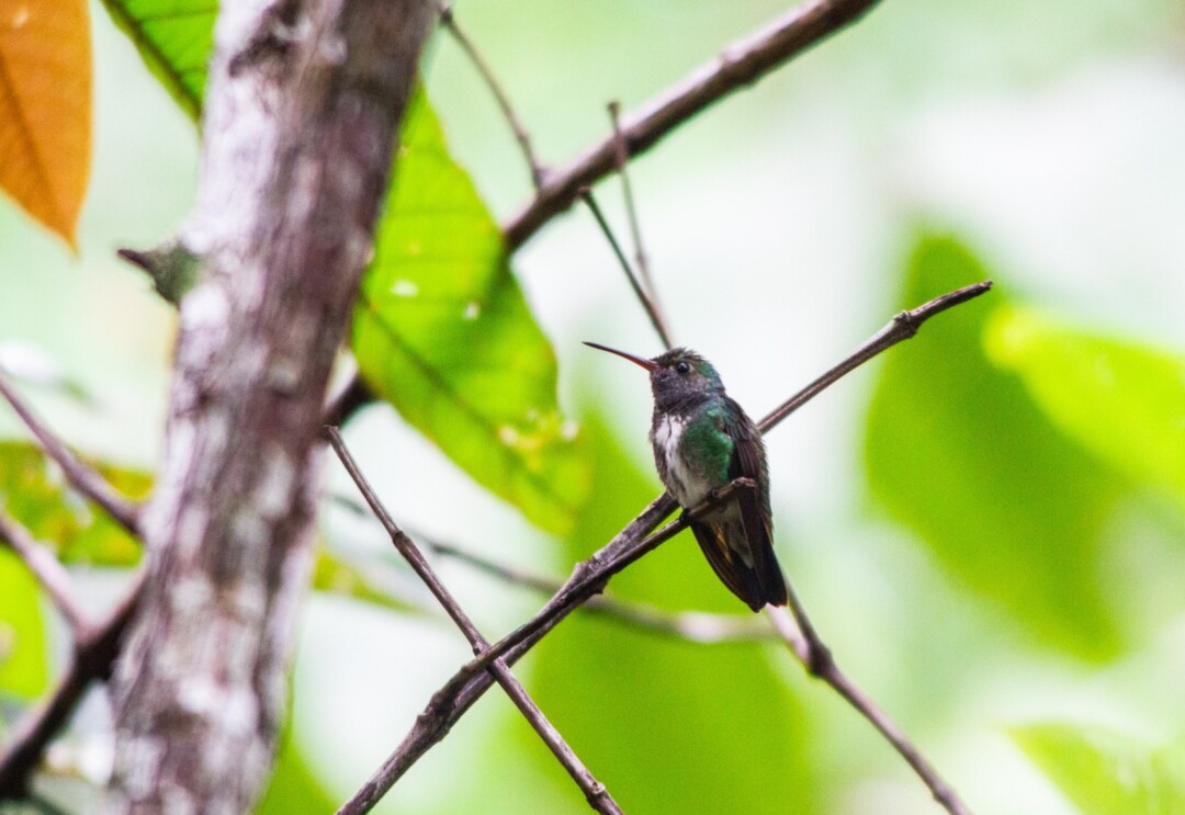 Beija-flor ou pica-flor? Conheça 3 fatos curiosos sobre a popular ave na Amazônia