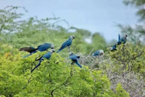 Brazil will not renew agreement with German Spix’s macaw breeder