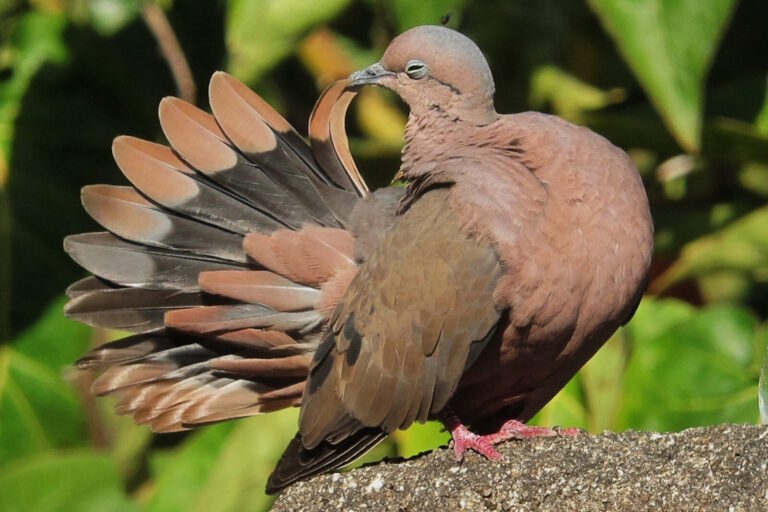 Cidades amigas das aves nativas serão mais sustentáveis 