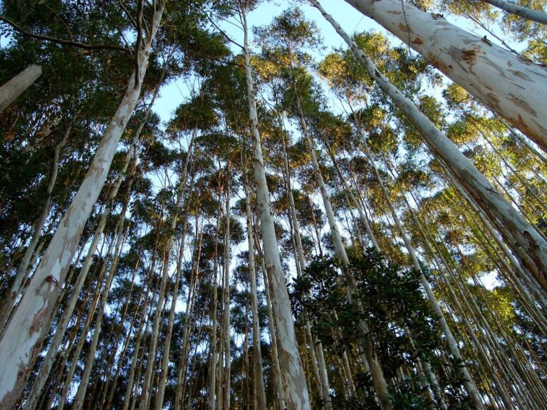 Congresso retira obrigatoriedade de licenciamento ambiental para plantio de eucalipto