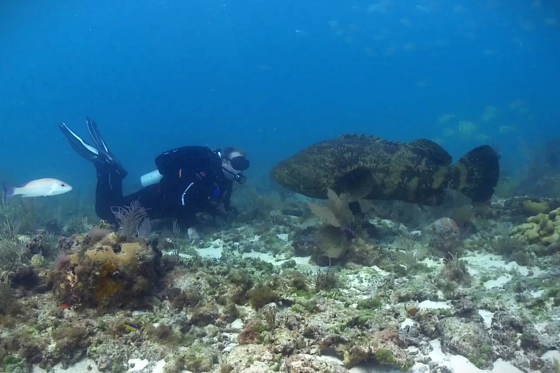 Conservação do mero ganha frente internacional