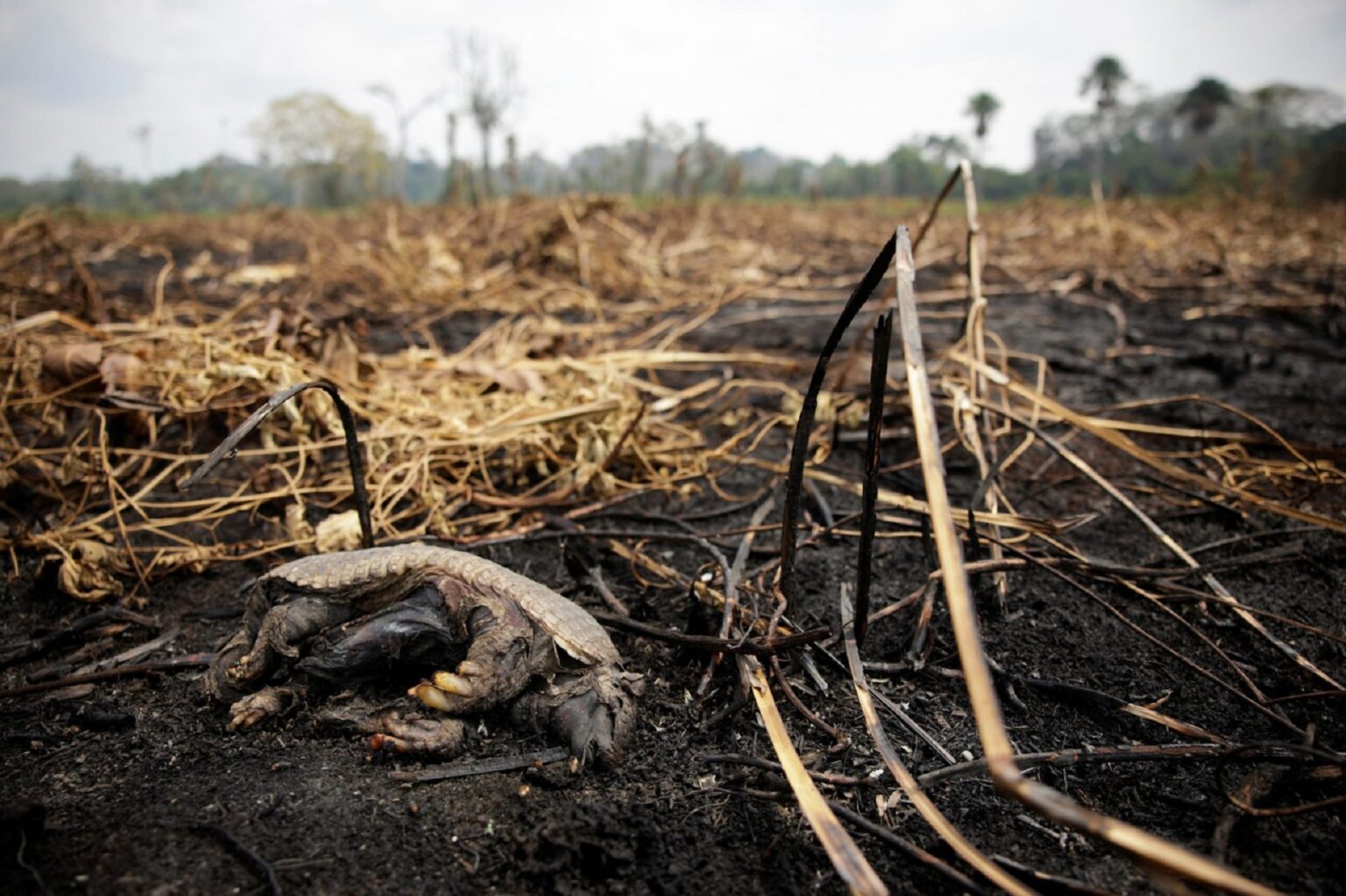 Degradação florestal na Amazônia é a maior dos últimos 15 anos