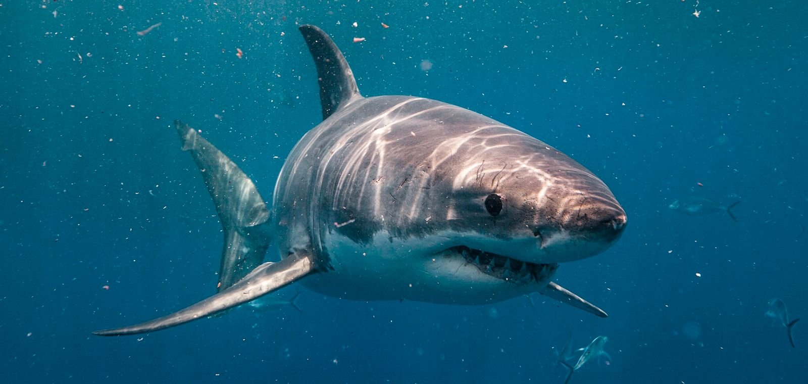 Donald “Reef” Nelson: o biólogo que inspirou o filme “Tubarão”
