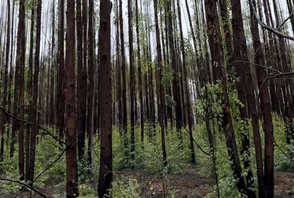 Encurraladas por eucalipto, comunidades do Alto Jequitinhonha lutam para preservar modo de vida comunitário