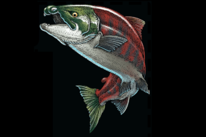Espécie de salmão pré-histórico que tinha presas é descoberta por cientistas