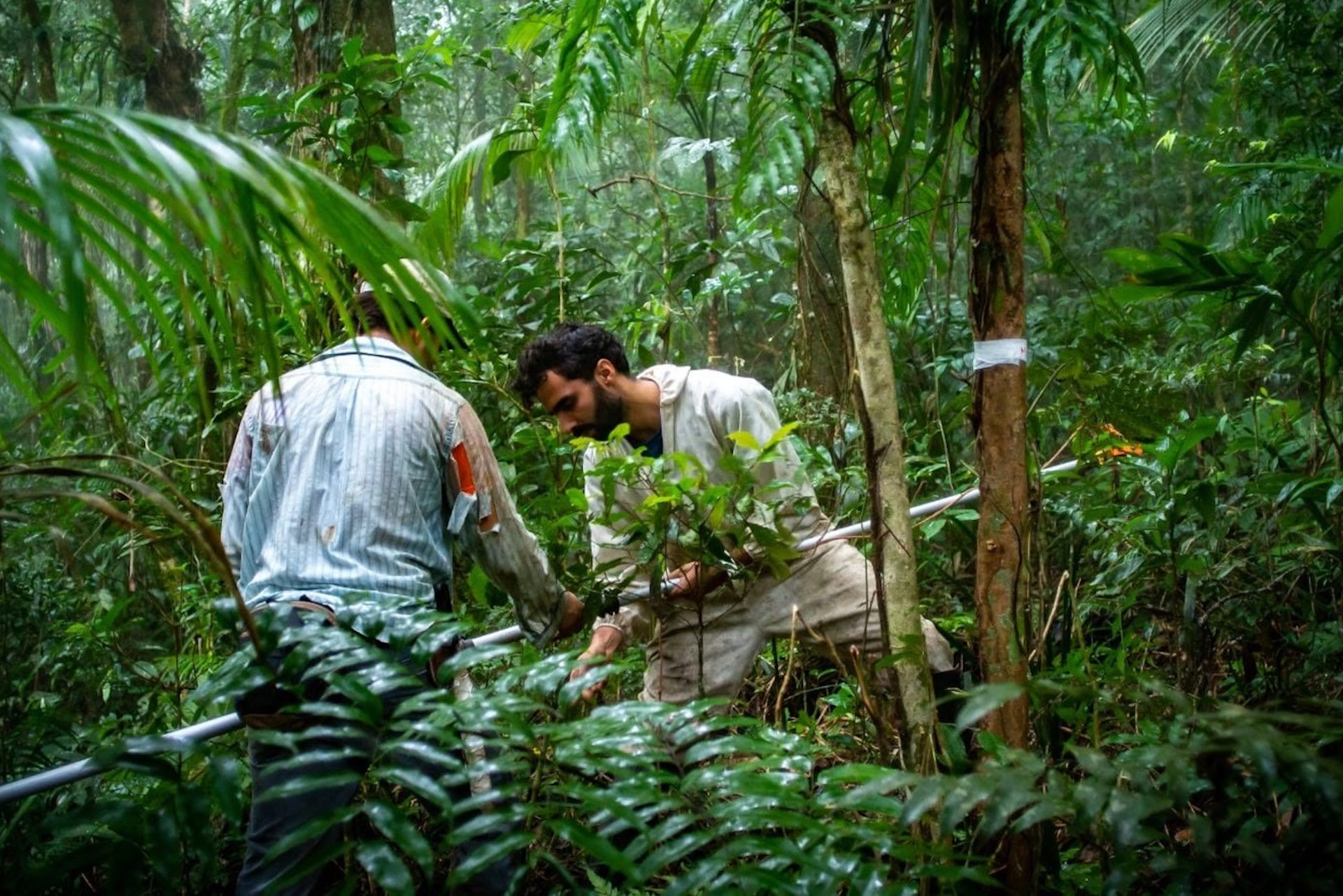 Estudo propõe mudanças para simplificar legislação da Mata Atlântica e aumentar a conservação