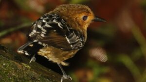 Estudo sobre impacto das alterações no clima em aves pode ajudar espécies na crise atual