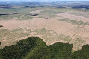 Expansão da soja no leste amazônico provocou perda de R$10 bi em serviços ambientais