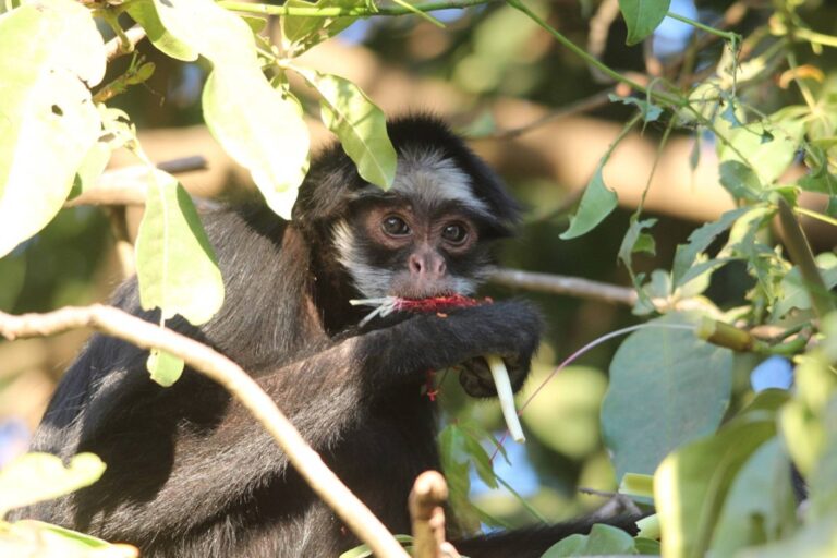 Extinção do Cristalino II pode levar à morte 12 mil macacos-aranha-de-cara-branca