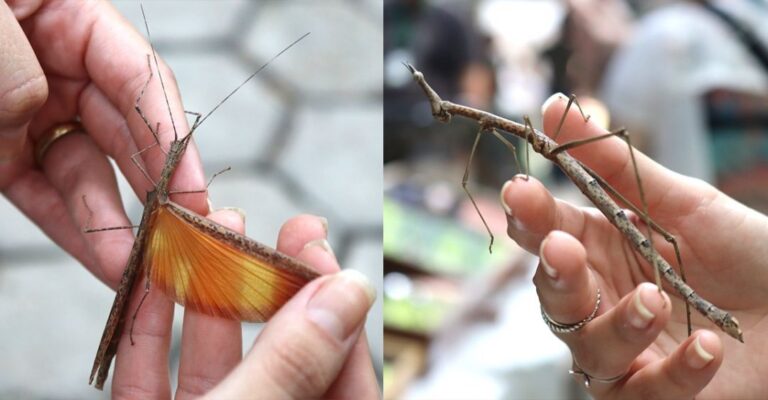 Gafanhoto ou bicho-pau? Conheça espécie que usa artimanha adaptada para sobreviver