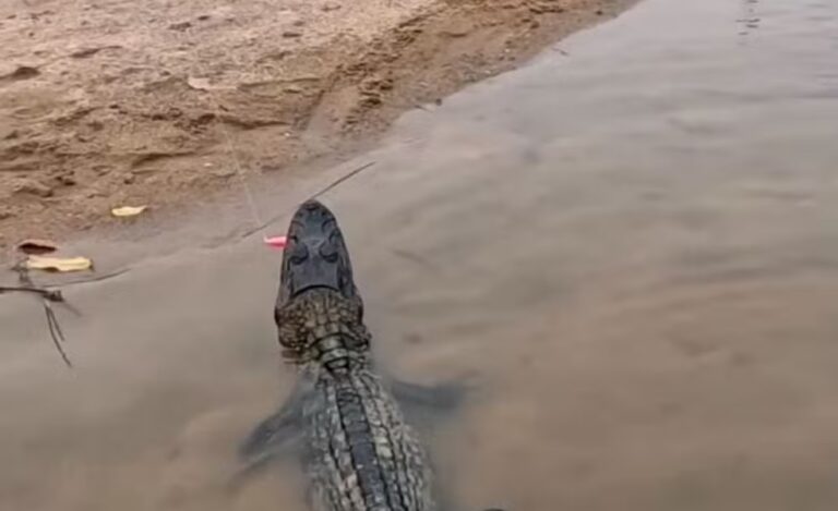 Homem pesca jacaré "sem querer" e tem trabalho para retirar anzol preso no animal