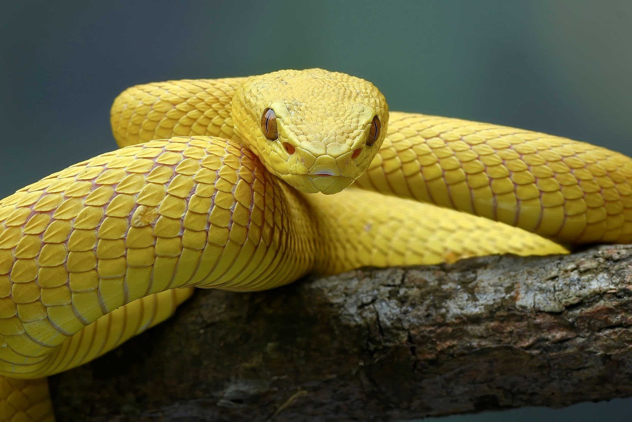 Ilha das Cobras: conheça o serpentário onde só ambientalistas podem entrar