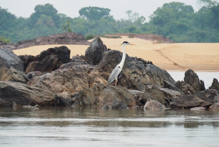 Insistência em hidrovia no Rio Tocantins coloca em risco biodiversidade local