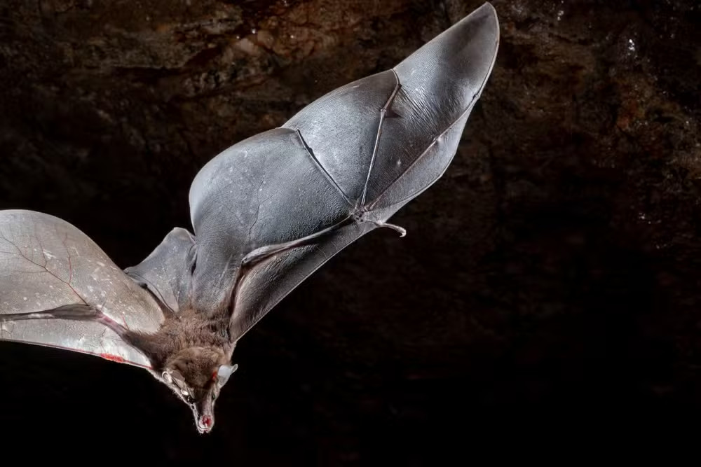 Maior morcego das Américas é registrado por pesquisadores no Amapá