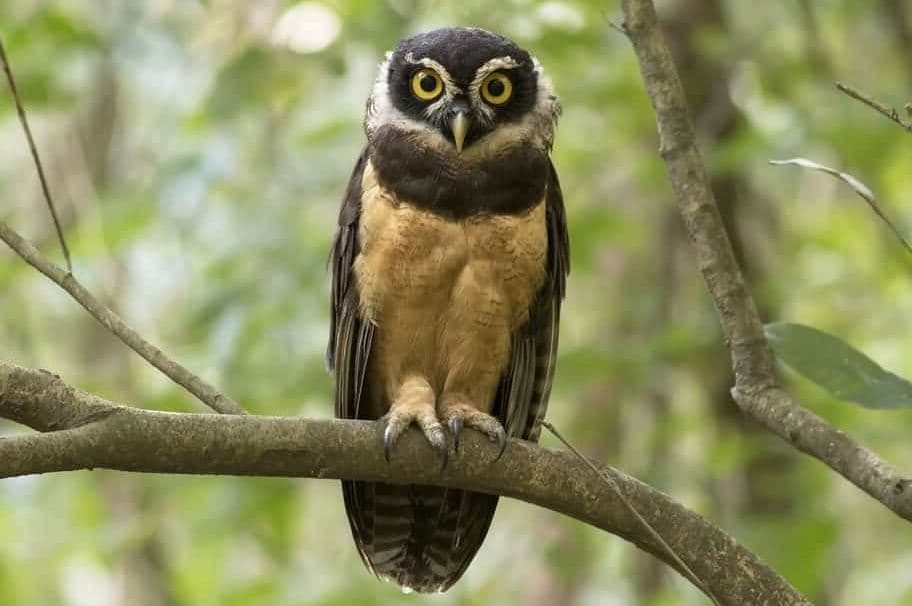 Murucututu: "coruja de óculos" é considerada a maior espécie do gênero na Amazônia