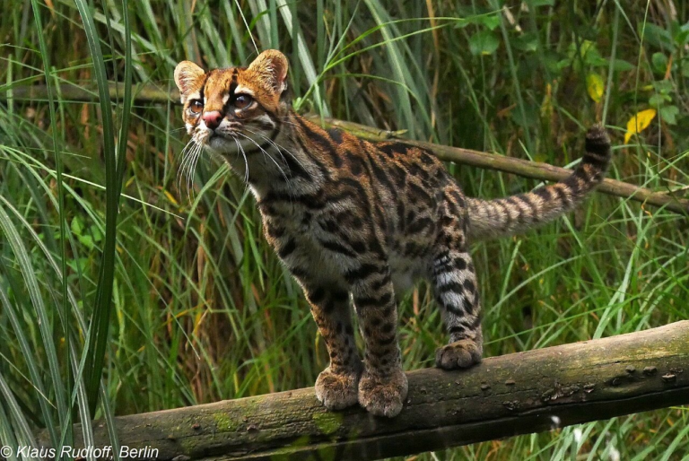 Nova espécie de gato-do-mato é descoberta por brasileiro na região dos Andes