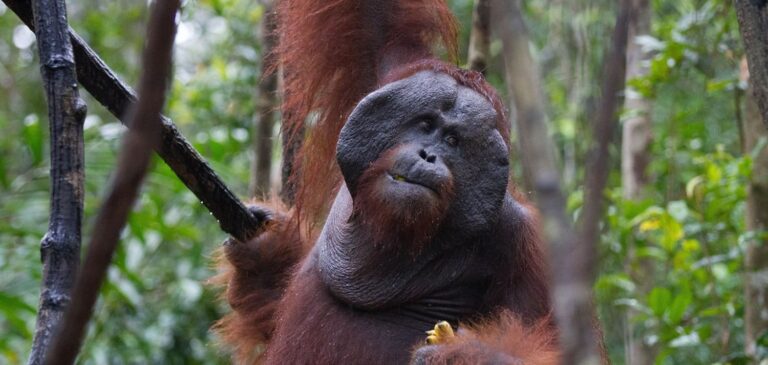 Orangotango é flagrado usando planta medicinal para curar ferida no rosto