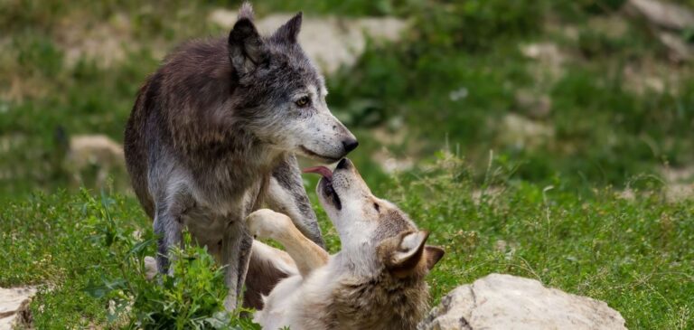 Os 4 principais mitos sobre lobos desmascarados por especialistas