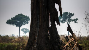 Floresta Nacional do Jamanxim no Pará é uma das áreas que são afetadas por Projetos de Leis que flexibilizam a fiscalização ambiental.