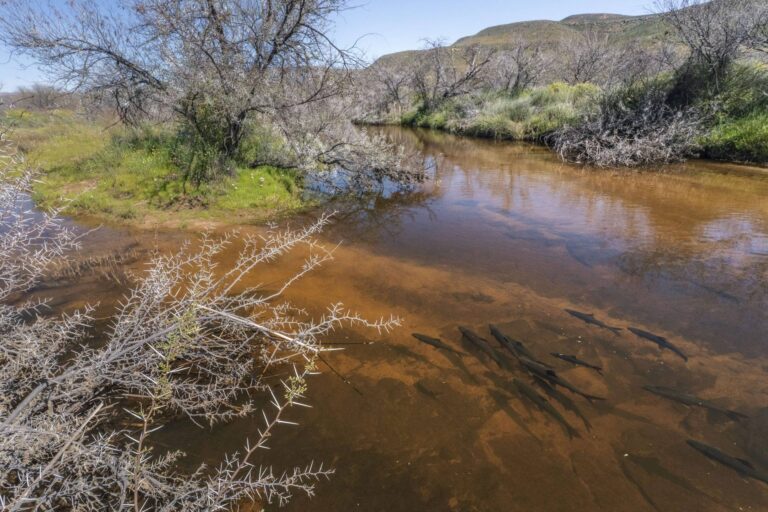 Países liberam rios para salvar peixes migradores